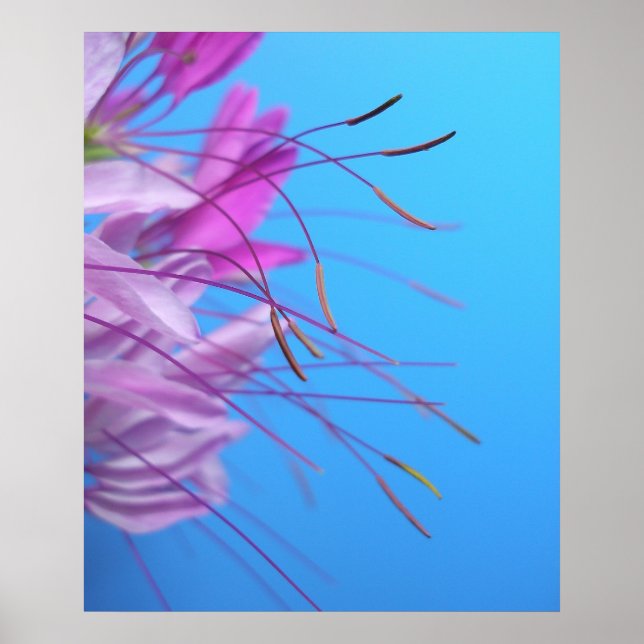 Pastel Simplicity Poster (Vorne)