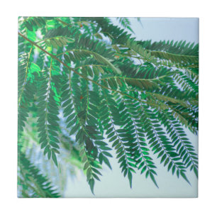 Pastel Theme Jacaranda Tree Blätter Fliese