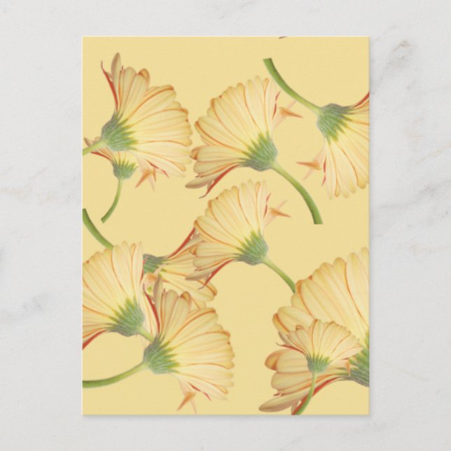 Pastel Yellow Daisy Background Postkarte (Vorderseite)