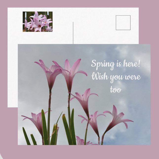 Pastell Pink Rain Lilies Floral Vermisst Sie Postkarte (Von Creator hochgeladen)