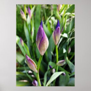pastellfarbene lila Knospen Poster