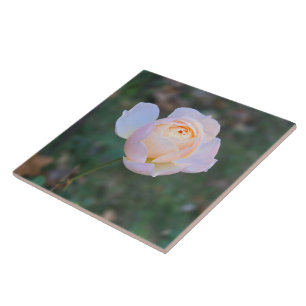 Pastellfarbene, rosa Gelbe Rose Fliese