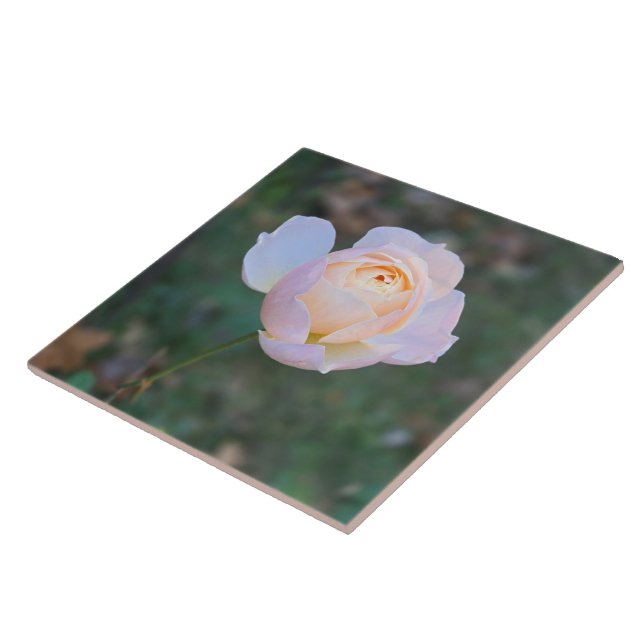 Pastellfarbene, rosa Gelbe Rose Fliese (Seite)