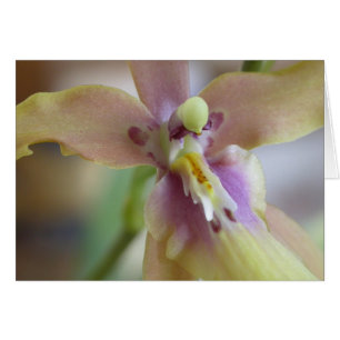 PastellMiltassia Orchidee