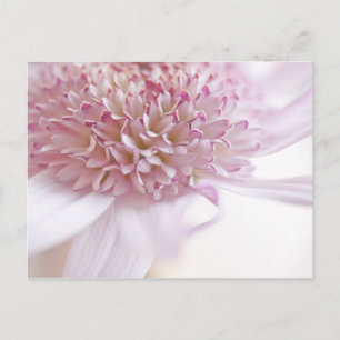 Pastellrosa-Blume Postkarte