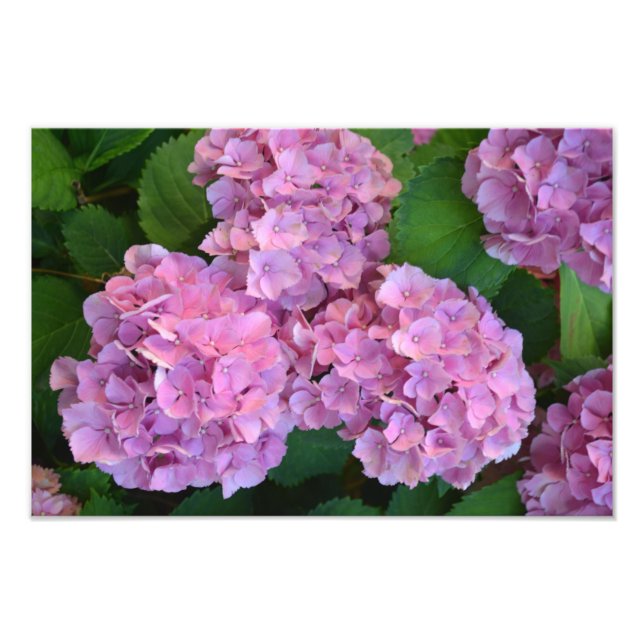 Pastellrosa Hortensia Hydrangea Blume Fotodruck (Vorne)