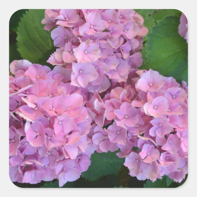 Pastellrosa Hortensia Hydrangea Blume Quadratischer Aufkleber (Vorderseite)
