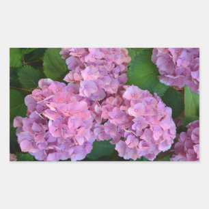 Pastellrosa Hortensia Hydrangea Blume Rechteckiger Aufkleber