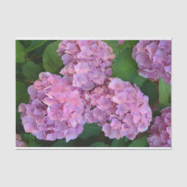 Pastellrosa Hortensia Hydrangea Blume Seidenpapier