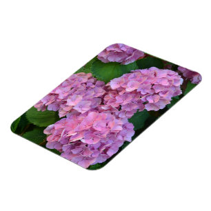 Pastellrosa Hortensie Hydrangea blüht Magnet