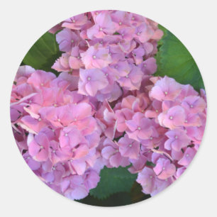 Pastellrosa Hortensien-Hortensien-Blüten  Runder Aufkleber