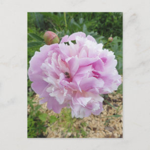 Pastellrosa Pfingstrose und Honigbiene Postkarte