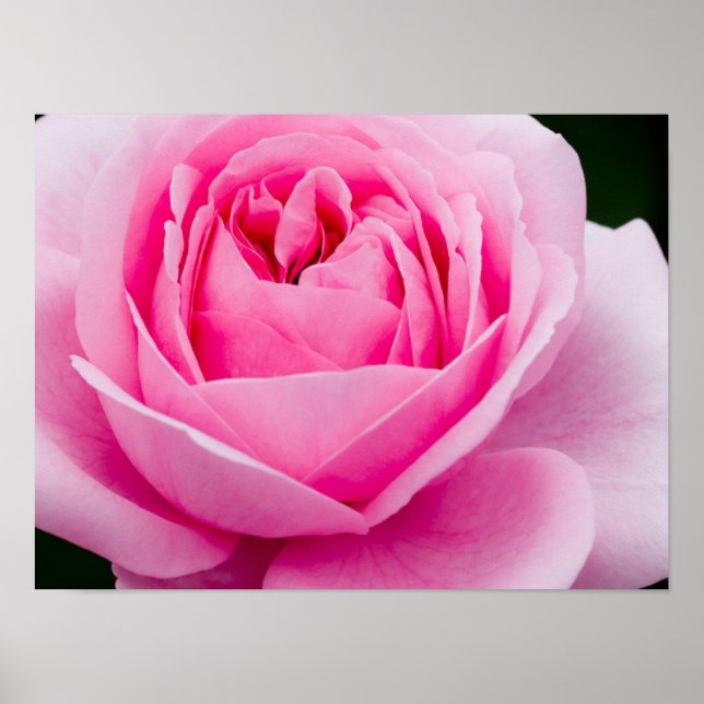 Pastellrosa Rose Poster (Vorne)