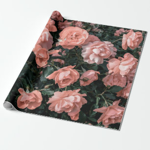 Pastellrosa Rosen, die im Garten in weichem Li wac Geschenkpapier