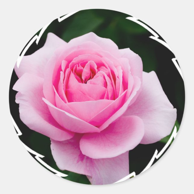Pastellrosa Rosenaufkleber Runder Aufkleber (Vorderseite)