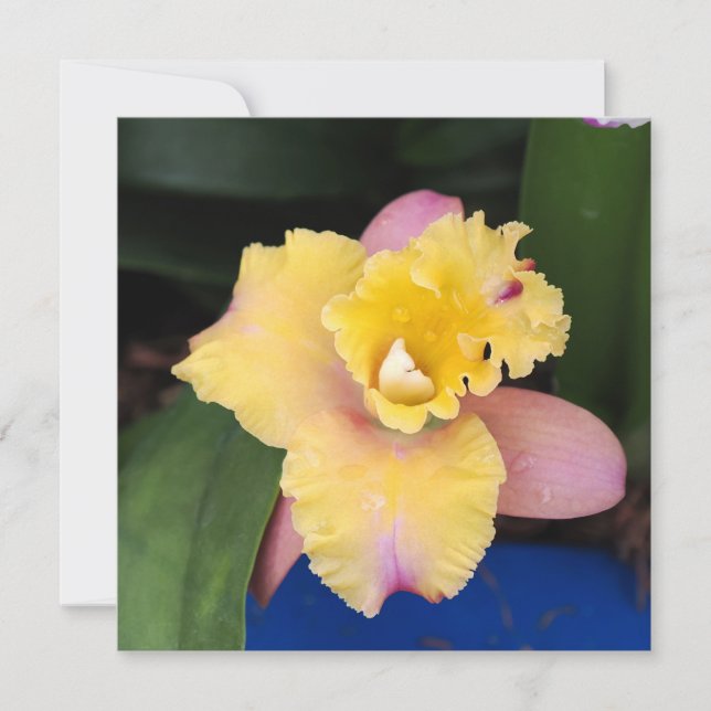 Pastellrosa und Gelborchid (Vorderseite)