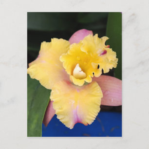Pastellrosa und Gelborchid Postkarte