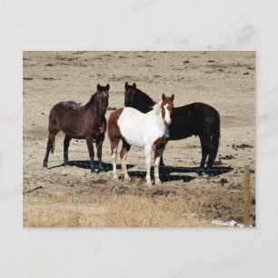 Pasteur Trio Postkarte