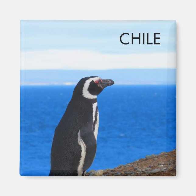 Patagonia Chile Penguin Magnet (Vorne)