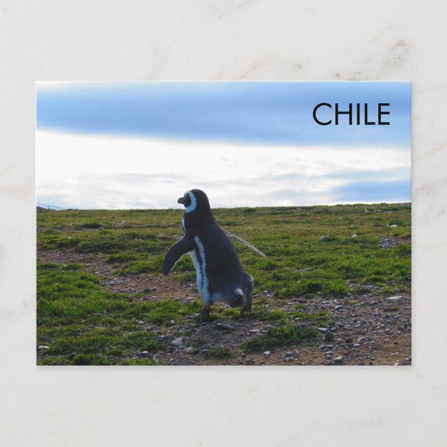 Patagonia Chile Penguin Postkarte (Vorderseite)