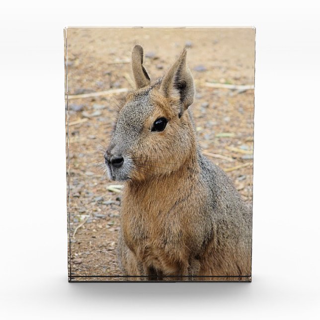 PATAGONIAN MARA FOTOBLOCK (Vorderseite)