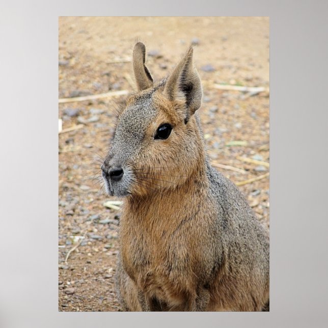 PATAGONIAN MARA POSTER (Vorne)