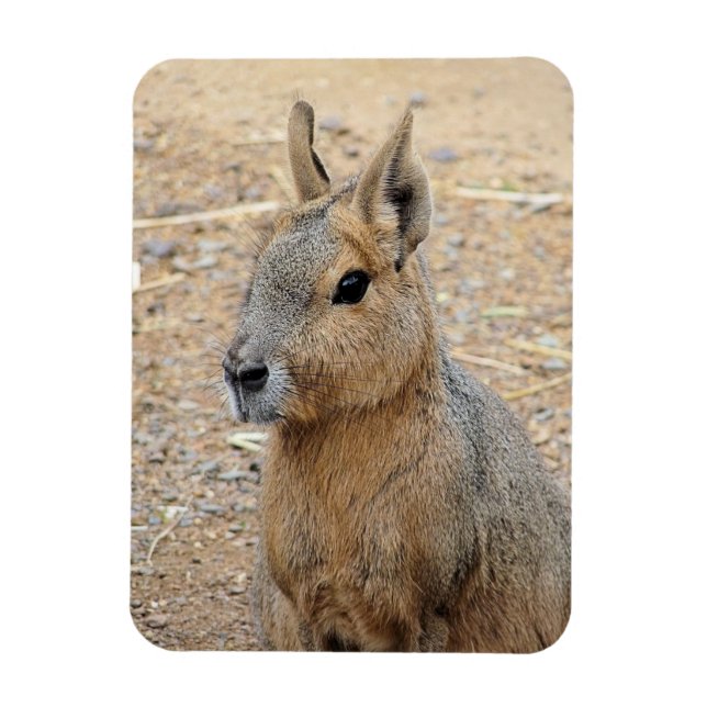 PATAGONIAN MARA WILD TIERE MAGNET (Vertikal)