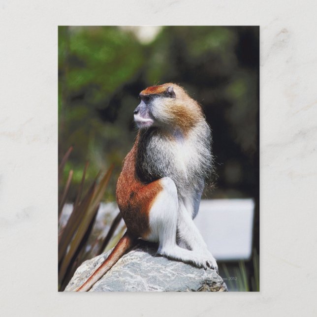 Patas-Affe Postkarte (Vorderseite)
