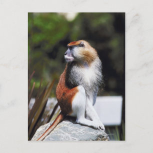 Patas-Affe Postkarte