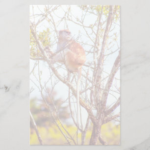 Patas ist Up a Tree Briefpapier