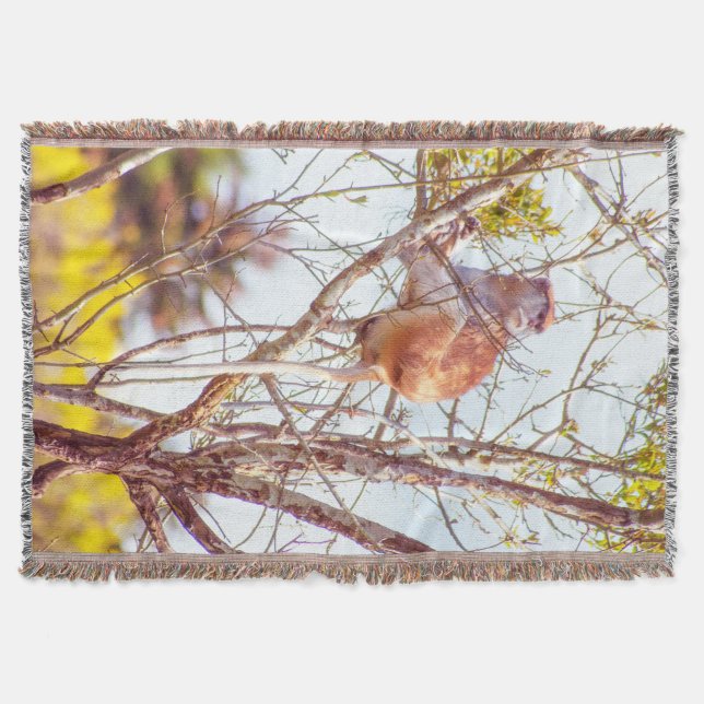 Patas ist Up a Tree Decke (Vorderseite)