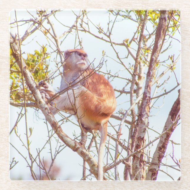 Patas ist Up a Tree Glasuntersetzer (Vorderseite)