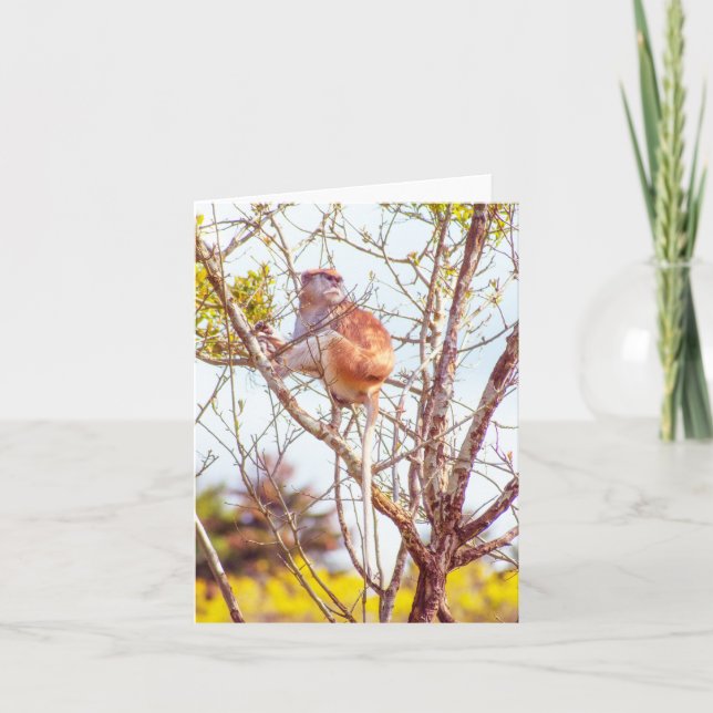 Patas ist Up a Tree Karte (Vorderseite)