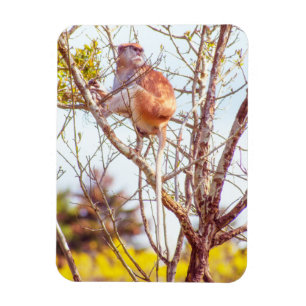 Patas ist Up a Tree Magnet