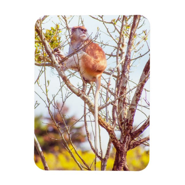 Patas ist Up a Tree Magnet (Vertikal)