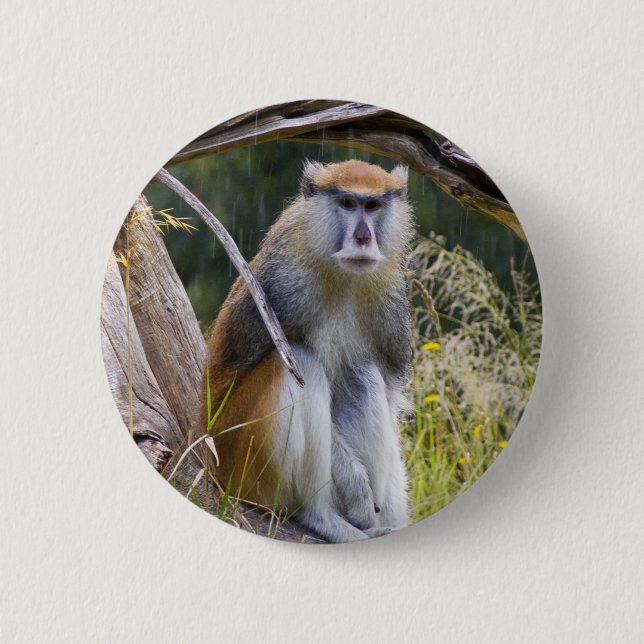 Patas Monkey Button (Vorderseite)