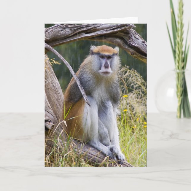 Patas Monkey Karte (Vorderseite)