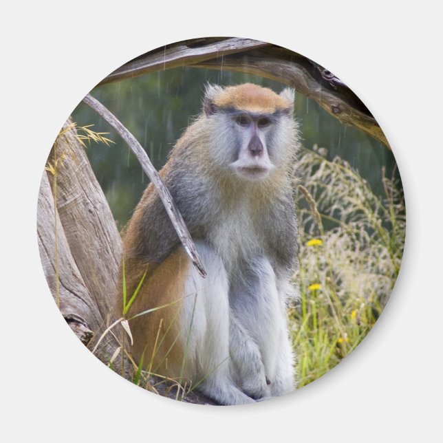 Patas Monkey Magnet (Vorne)