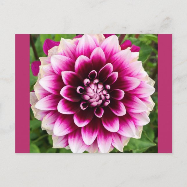 Patches Dahlia Postkarte (Vorderseite)