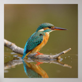 Patient Kingfisher on Branch - Riverbank Wildlife Poster