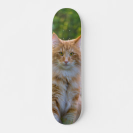 Patineta Gato Peludo Marrón Y Blanco Mirando Skateboard