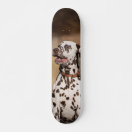 Patineta Perro Dálmata Sentado Al Aire Libre Skateboard