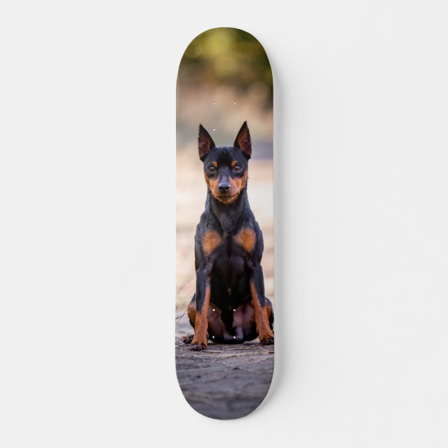 Patineta Perro Pinscher Miniatura Sentado Skateboard (Vorne)