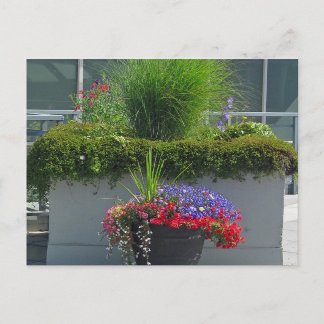 Patio-Anzeige von 2013 Blume Postkarte (Vorderseite)