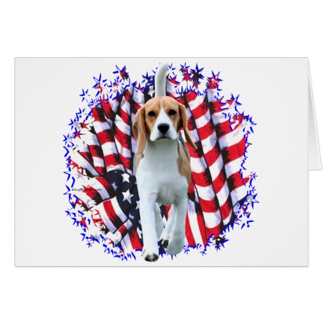 Patriote beagle (Devant horizontal)