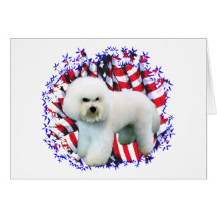 Patriote de Bichon Frise