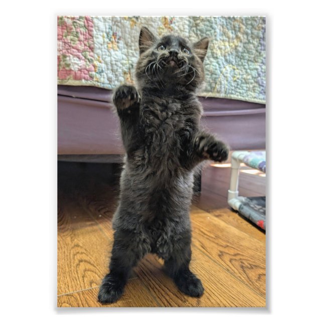 Patsy, der Babybär (aber älter) Fotodruck (Vorne)