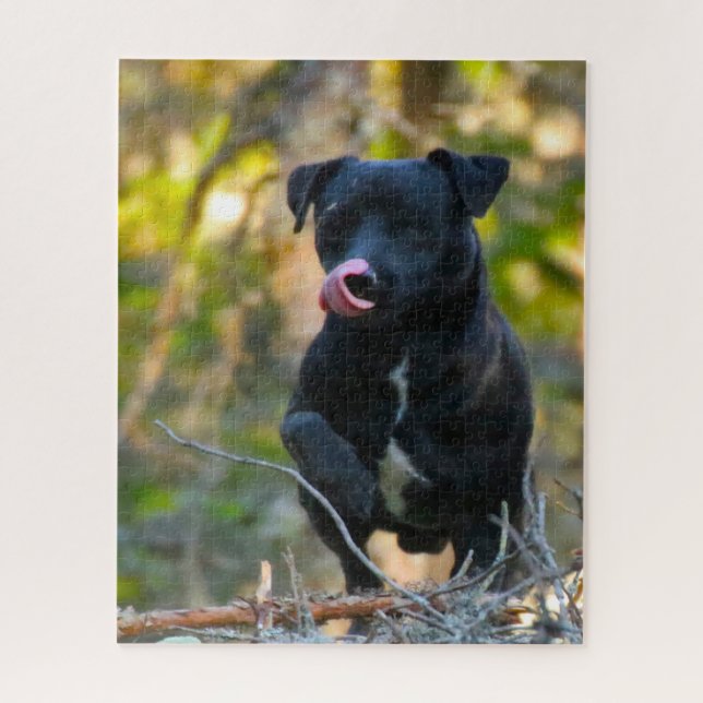 Patterdale Terrier. (Vertikal)