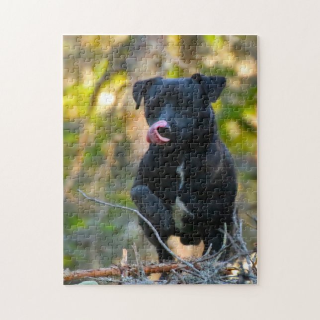 Patterdale Terrier. (Vertikal)