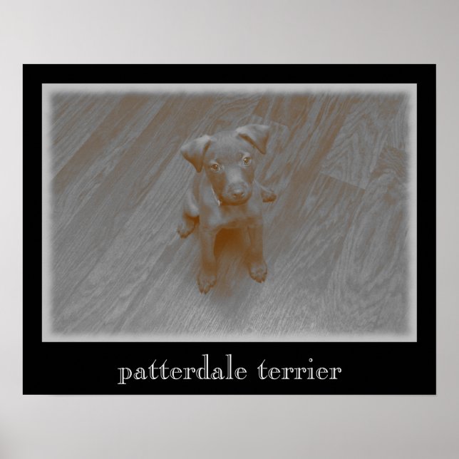 Patterdale Terrier Aged Photograph Poster (Vorne)